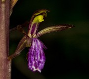 Coralorhiza mertensiana - Merten's Coralroot 14-3804